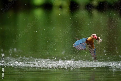 a stork-billed kingfisher flying off with a fish as a meal after a successful dive photo