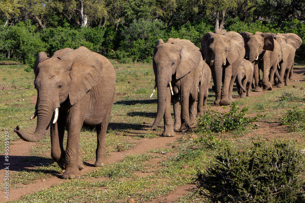 Fototapeta premium Elephant herd walking in the green season in Mashatu Game Reserve in the Tuli Block in Botswana.