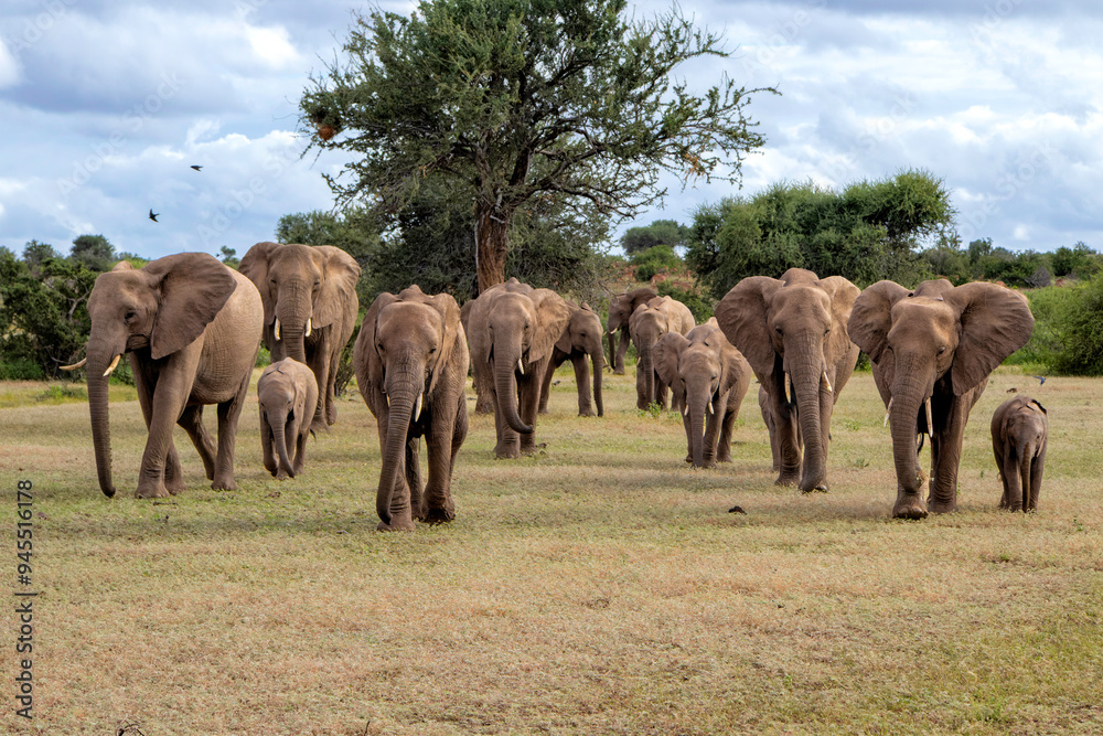 Fototapeta premium Elephant herd walking in the green season in Mashatu Game Reserve in the Tuli Block in Botswana.