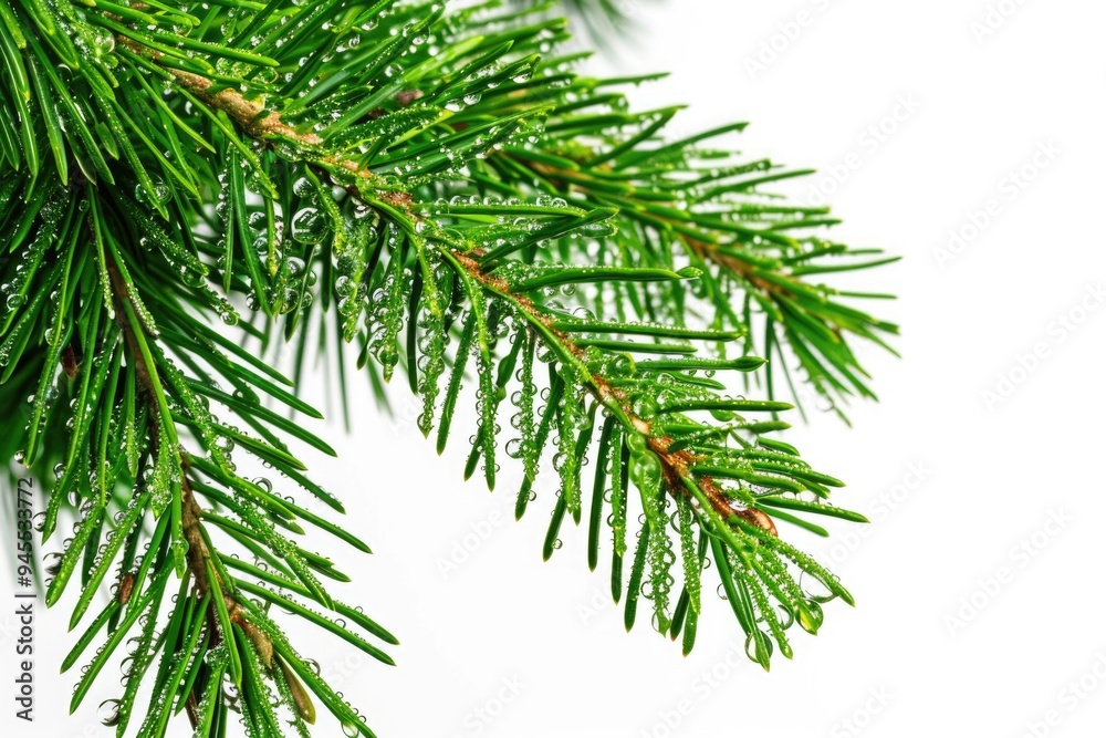 Close-up shot of a pine tree branch with water droplets glistening on the needles Close-up shot of a pine tree branch with water droplets glistening on the needles