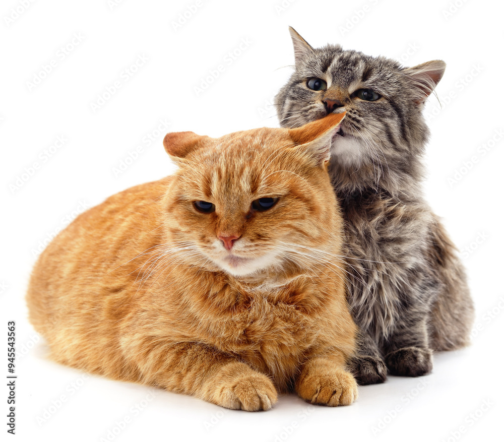 Fototapeta premium Gray and red cat.