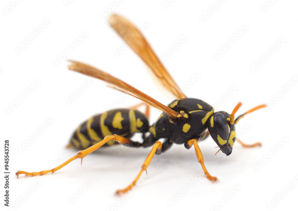 One striped wasp. One striped wasp.