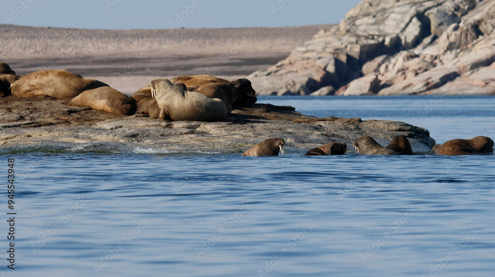 Walruses at the Seven Islands in the Svalbard Archipelago Walruses at the Seven Islands in the Svalbard Archipelago