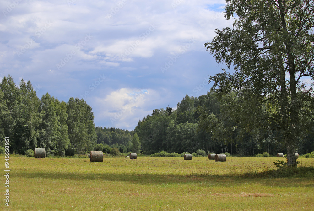 Hay in rolls against a background of green forest. Hay in rolls against a background of green forest.
