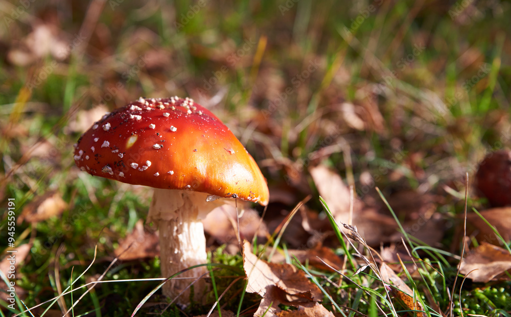 Detail of red capped Amanita Muscaria mushroom in a forest. Beautiful, tempting Fly Amanita fungus. Poisonous Fly Agaric is a dangerous, attractive mushroom hard to resist the temptation to pick it up Detail of red capped Amanita Muscaria mushroom in a forest. Beautiful, tempting Fly Amanita fungus. Poisonous Fly Agaric is a dangerous, attractive mushroom hard to resist the temptation to pick it up