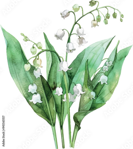 Watercolor lilies of the valley png. Watercolor white lily of the valley flowers with lush leaves on a transparent background. Watercolor botany.