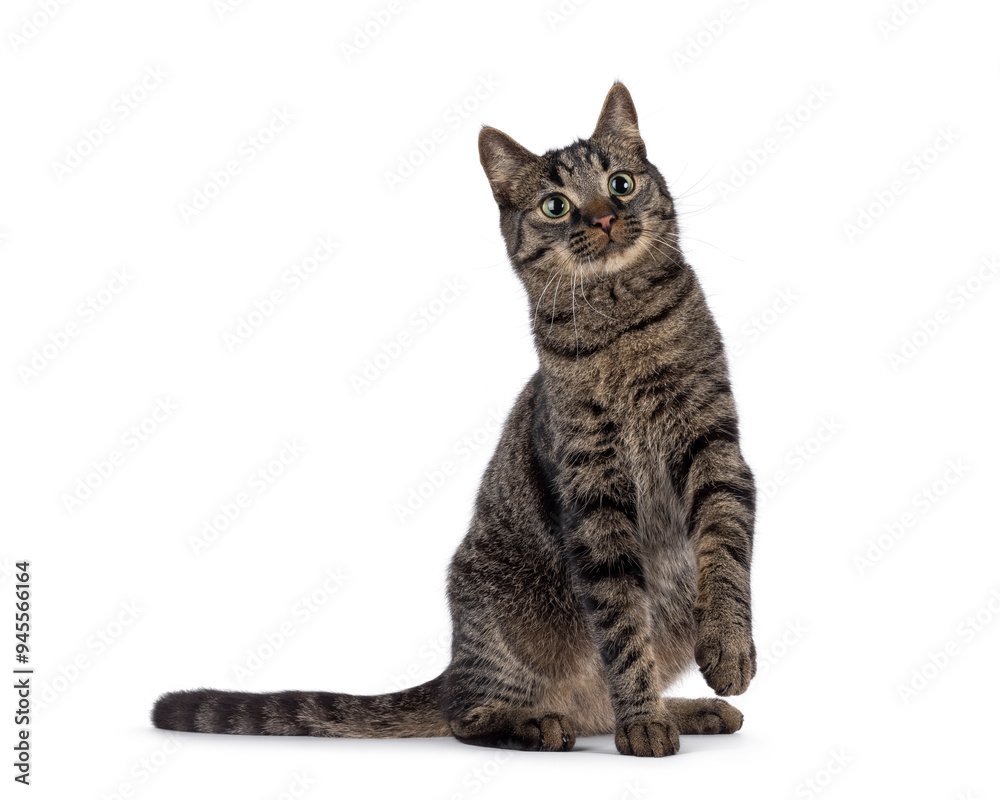Obraz premium Classic tabby house cat, sitting up diagonal. Looking up above and beside camera. Isolated on a white background.