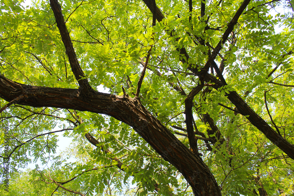 branches of acacia tree with green leaves branches of acacia tree with green leaves