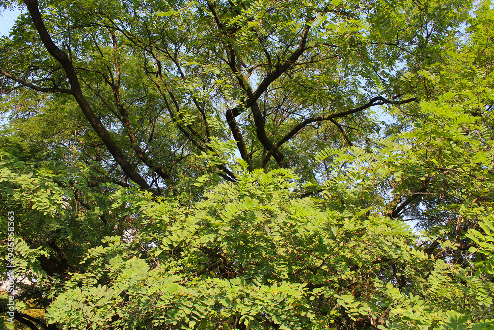 Fototapeta premium green leaves on a tree, beautiful view of trees in the forest, acacia trees 