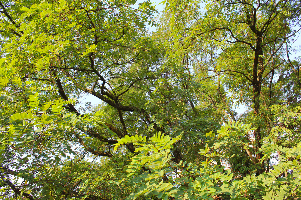 branches of acacia tree with green leaves
