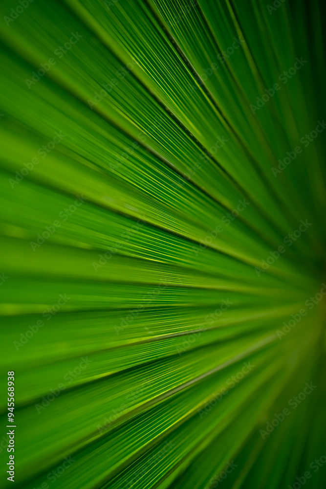 Obraz premium Macro shot of green palm leaf. Natural green background. Copy space