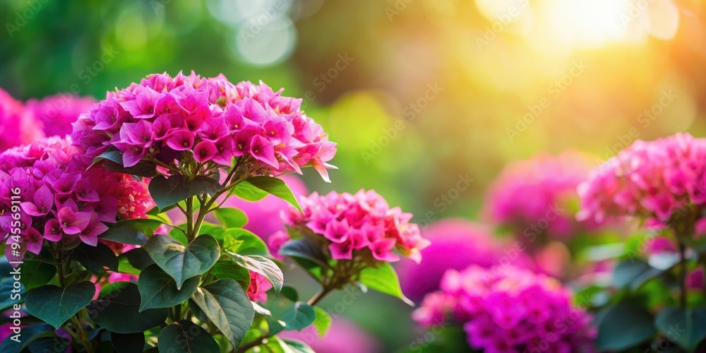 A beautiful plant showcasing vibrant pink flowers, nature, garden, flora, botany, bloom, blossoms, petals, colorful, exotic A beautiful plant showcasing vibrant pink flowers, nature, garden, flora, botany, bloom, blossoms, petals, colorful, exotic