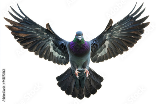 A black pigeon in flight with outstretched wings against a white background, front view. photo