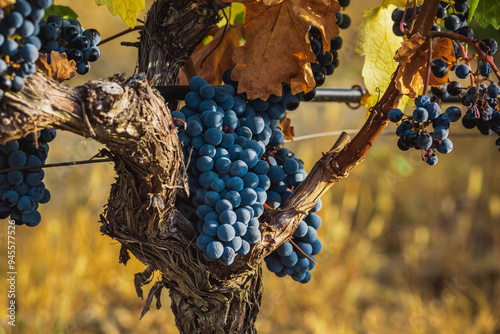 Vineyard