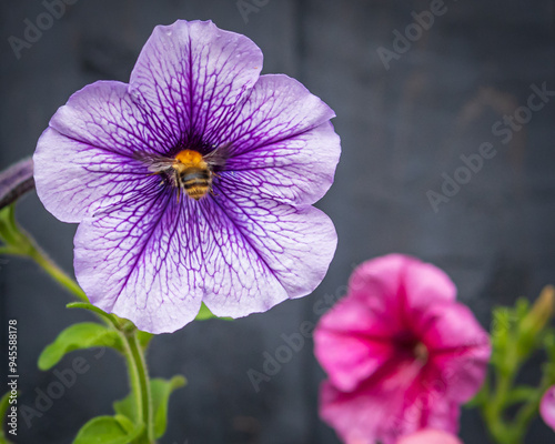 Busy Bee
