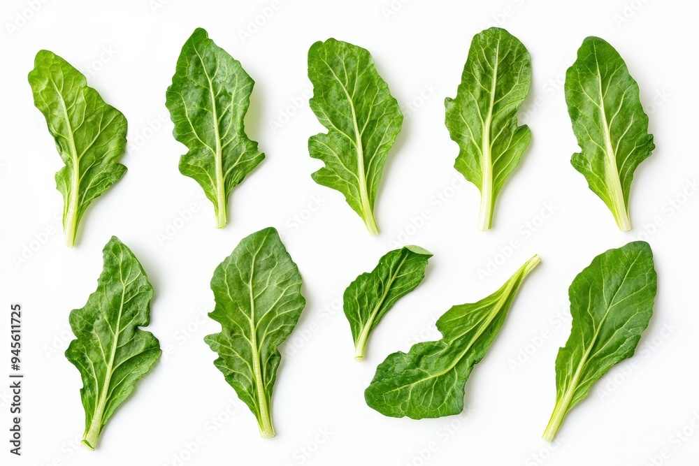 A collection of fresh green leaves arranged on a white background. A collection of fresh green leaves arranged on a white background.