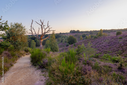 Nature landscape, The flowering Calluna vulgaris (heide, ling, or simply heather) on slope, Purple flowers on the hill side field, Posbank, Veluwezoom National Park in Rheden, Gelderland, Netherlands. photo