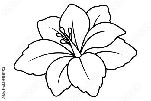 hibiscus flower engraving black and white outline