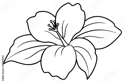 hibiscus flower engraving black and white outline