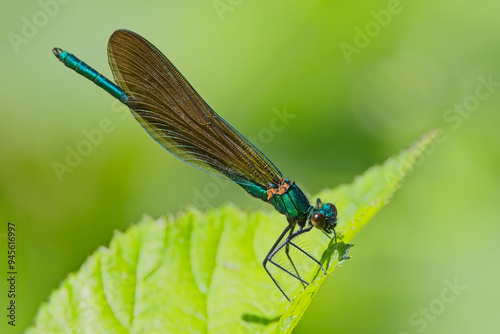 Beautiful Demoiselle (Calopteryx virgo), male perched on a leaf, Pentewan Valley, Cornwall, UK. photo