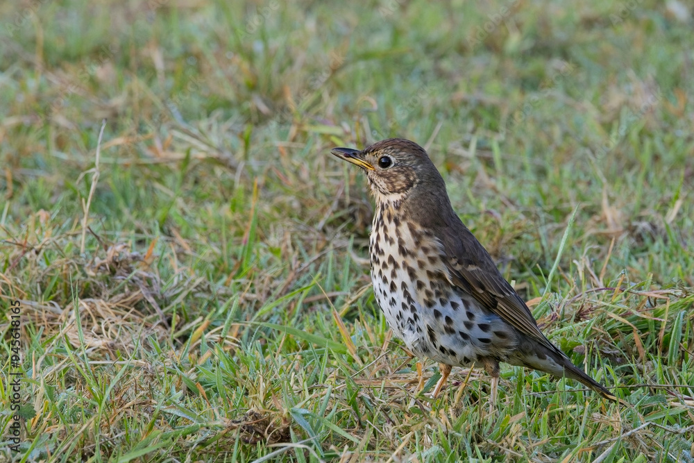 Song Thrush (Turdus philomelos) in a grassy meadow, near St Austell, Cornwall, UK. Song Thrush (Turdus philomelos) in a grassy meadow, near St Austell, Cornwall, UK.