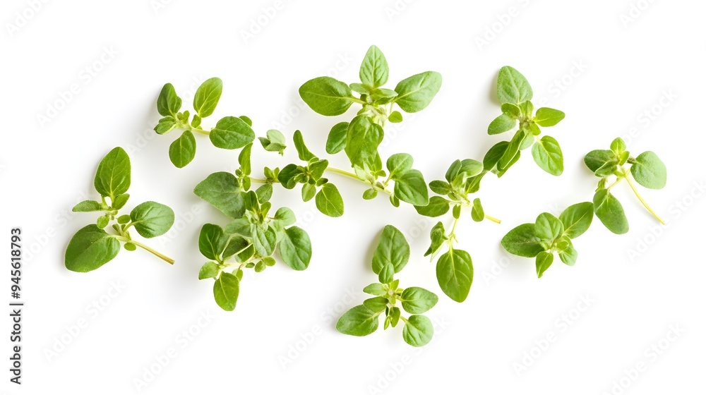 Marjoram spice ingredient on a white backgroundready for cooking with. Fresh green oregano leaves arr Marjoram spice ingredient on a white backgroundready for cooking with. Fresh green oregano leaves arr