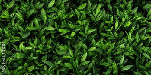 Top view tea leaves background decoration with many fresh plant grenn herbs scene photo