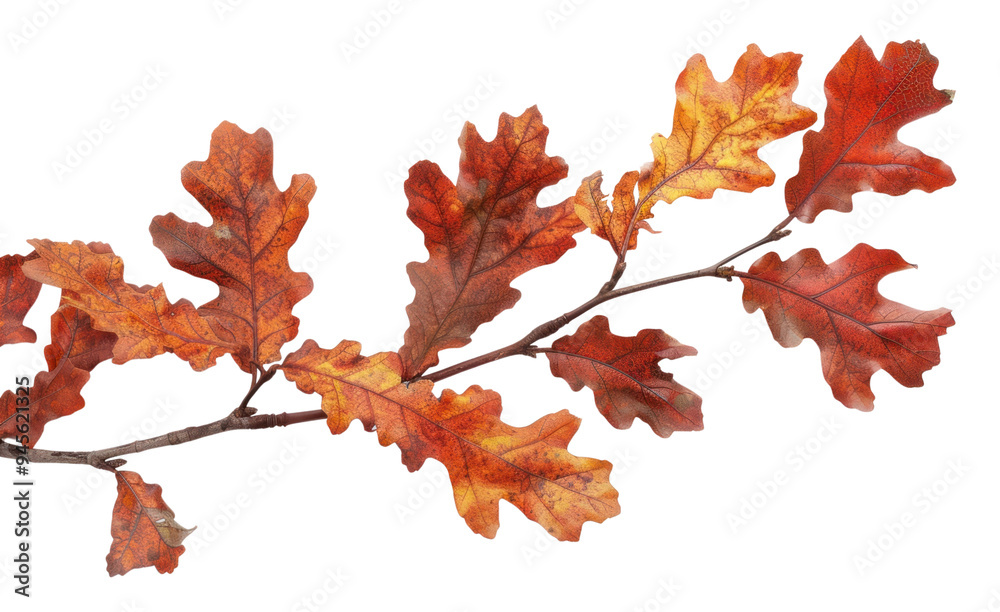 PNG Autumn oak leaves on branch PNG Autumn oak leaves on branch