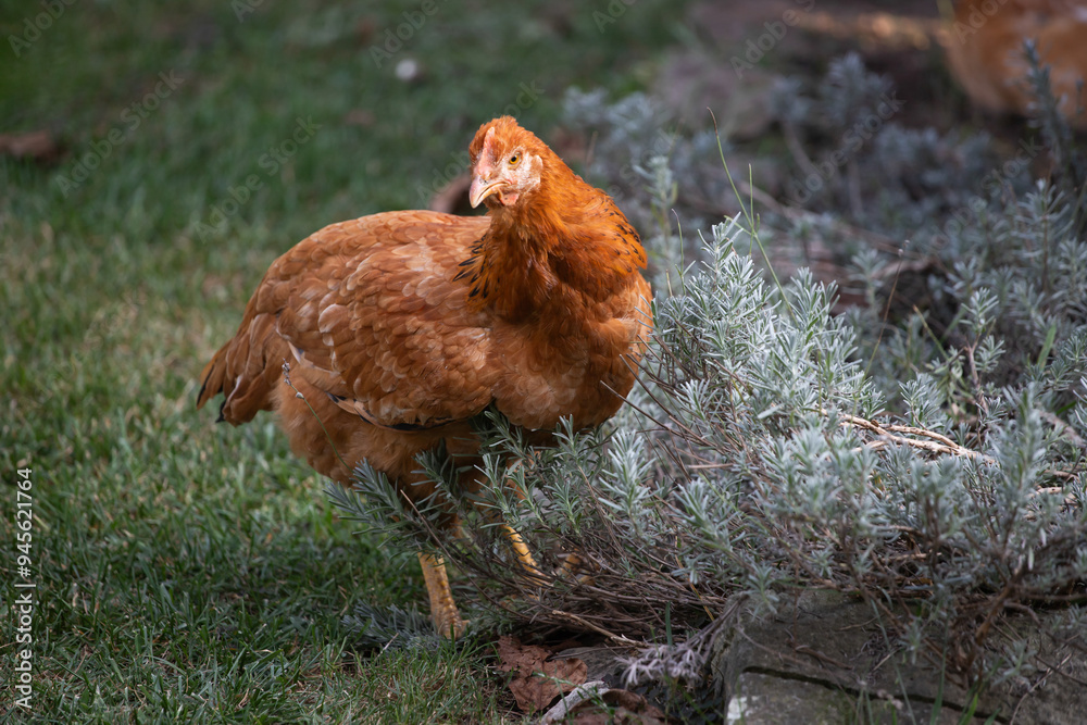 Fototapeta premium Hens grazing on grass in a free range organic farm