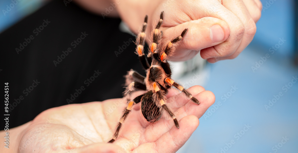 Tarantula spider on a man's hand close up. Tarantula spider as a pet. Tarantula spider on a man's hand close up. Tarantula spider as a pet.