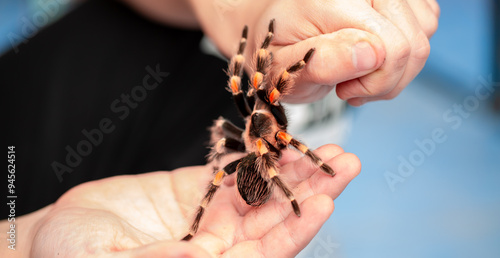 Tarantula spider on a man's hand close up. Tarantula spider as a pet.