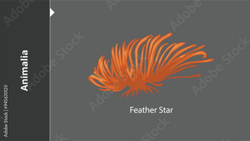 Animalia_Feather Star are multicellular, eukaryotic organisms in the biological kingdom Animalia. With few exceptions, animals consume organic material, breathe oxygen, have myocytes and are able to m