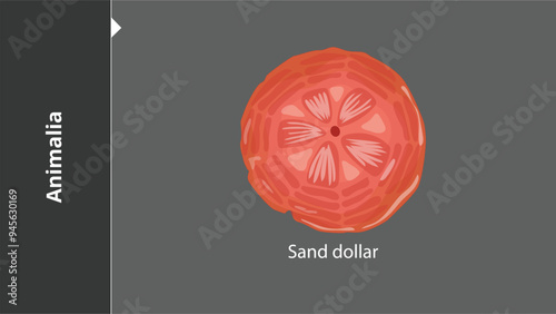 Animalia_Sand Dollar are multicellular, eukaryotic organisms in the biological kingdom Animalia. With few exceptions, animals consume organic material, breathe oxygen, have myocytes and are able to mo