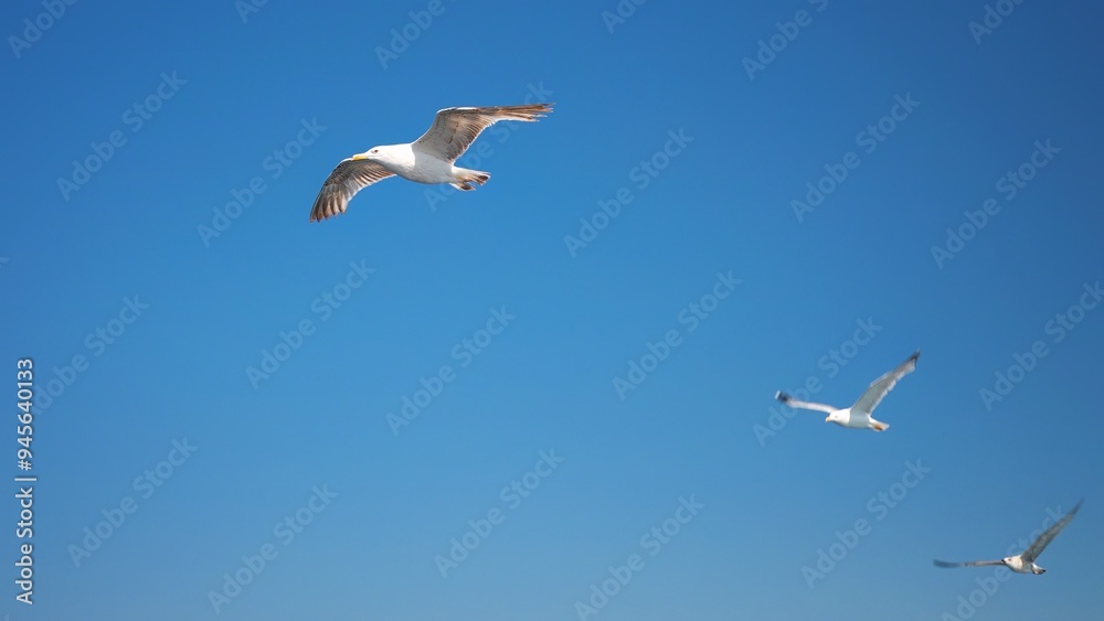 Close-up slow motion 3 seagulls flying in a clear blue sky Close-up slow motion 3 seagulls flying in a clear blue sky