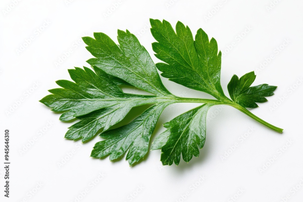 A fresh green parsley leaf on a white background.