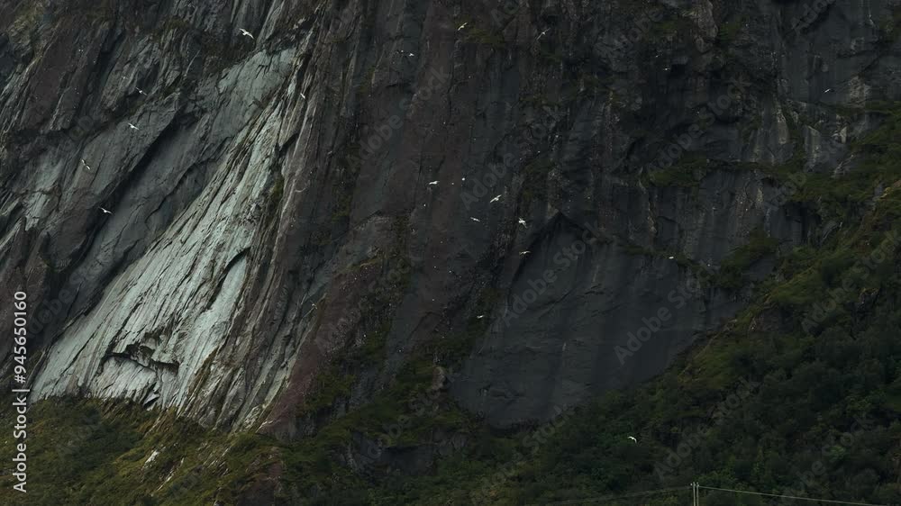 seagulls circling in the mountains in norway, rock cliff seagulls circling in the mountains in norway, rock cliff