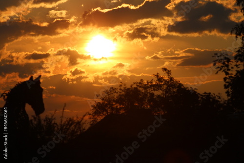 Horse in Sunset