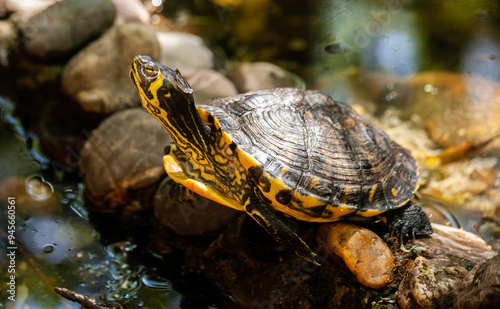 Pond slider turtle sunning on rocks near water