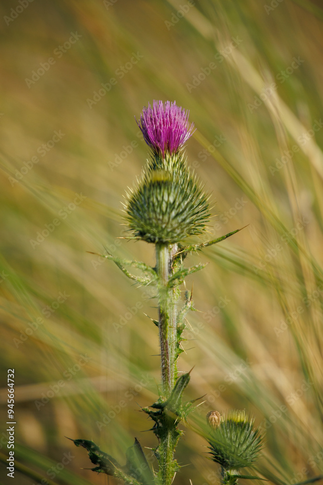 thistle flower in the field thistle flower in the field