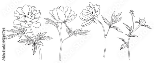 Summer set of flowers peony. Vector pencil hand drawn illustration of blooming peony on isolated background. Bundle with outline drawing of leafs. Sketch in line art style painted by black inks.