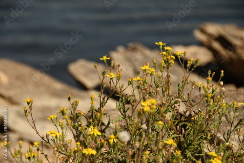 Wild flowers at the dam