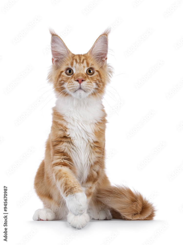 Adorable red with white Maine Coon cat, sitting up facing front. Looking to camera with sweet expression. One paw playfully up. Isolated on a white background. Adorable red with white Maine Coon cat, sitting up facing front. Looking to camera with sweet expression. One paw playfully up. Isolated on a white background.