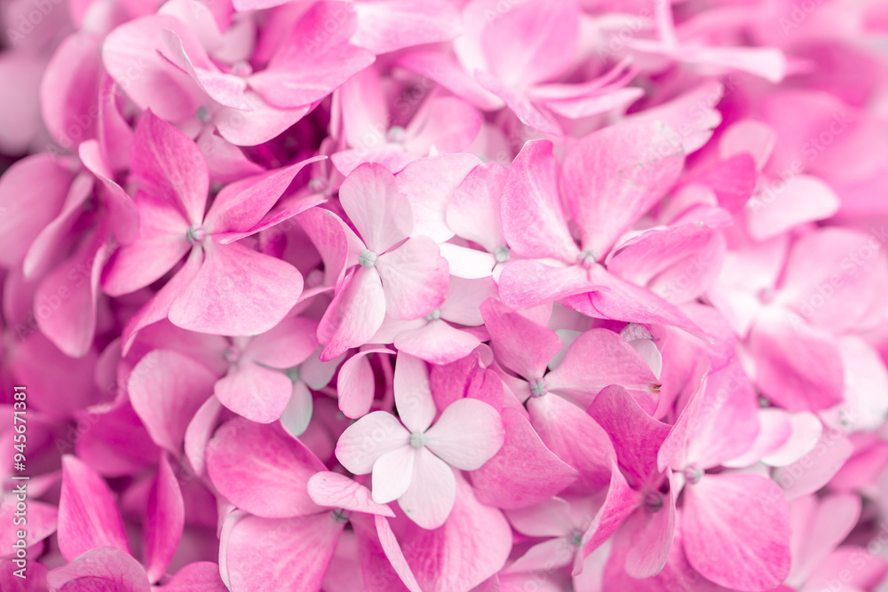 Pink flowers close up. Bouquet of purple flowers. City flower beds, a beautiful and well-groomed garden with flowering bushes. Pink flowers close up. Bouquet of purple flowers. City flower beds, a beautiful and well-groomed garden with flowering bushes.