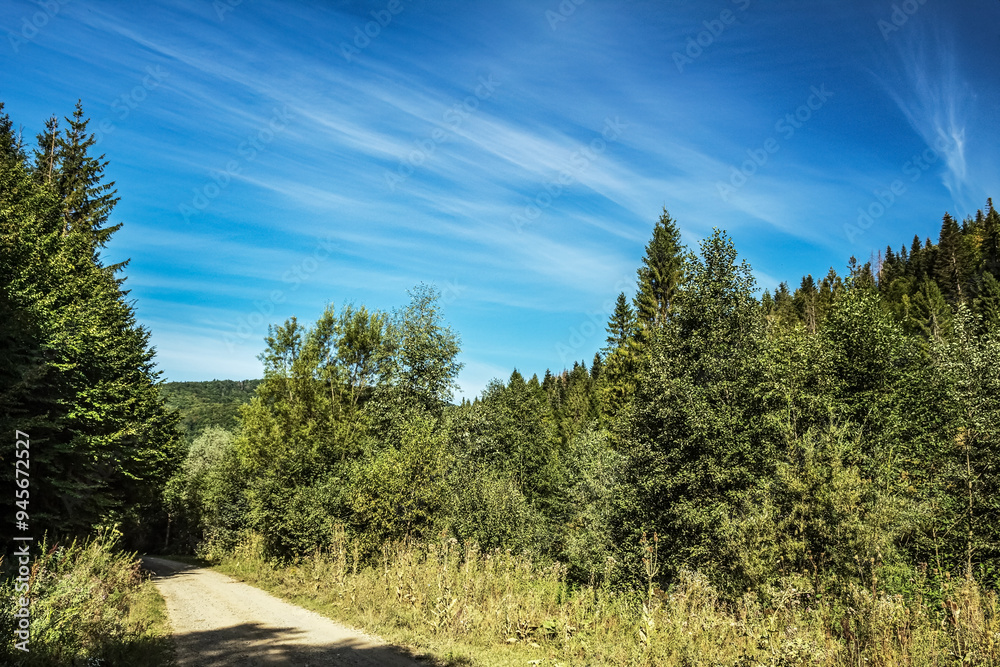 Landscapes - Forest - Europe, Romania, Suceava region Landscapes - Forest - Europe, Romania, Suceava region