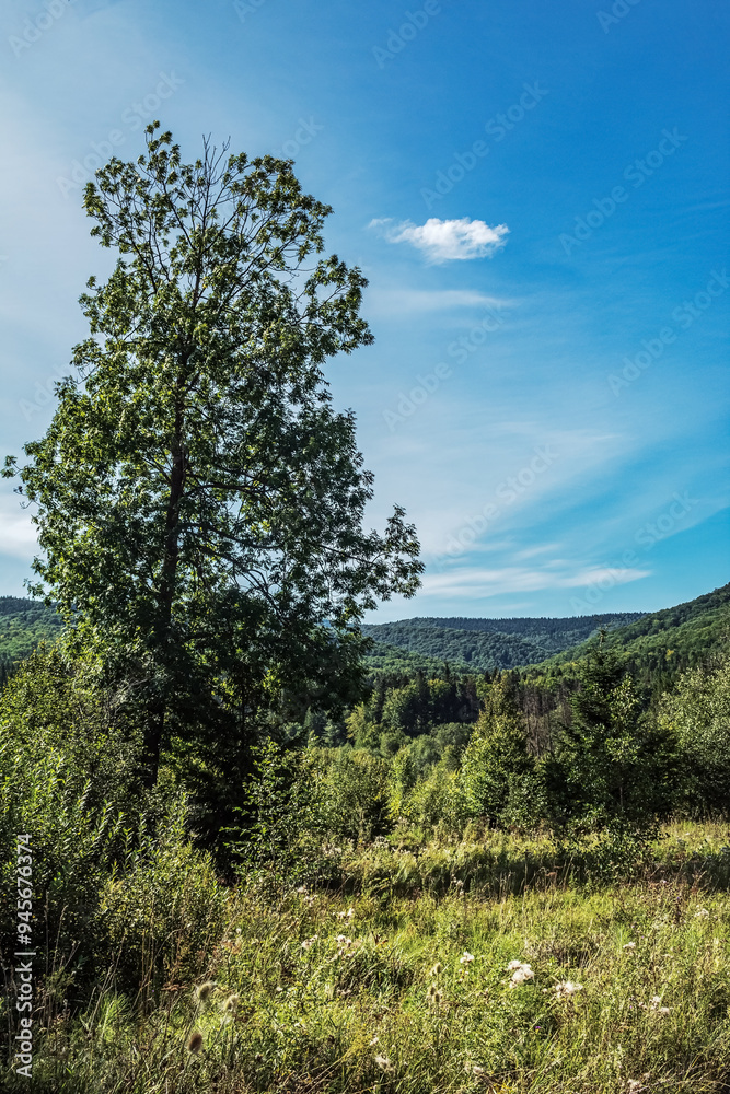 Landscapes - Forest - Europe, Romania, Suceava region Landscapes - Forest - Europe, Romania, Suceava region