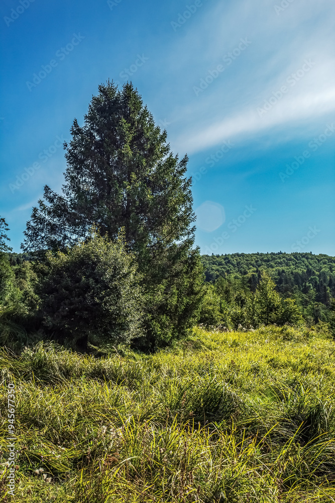 Landscapes - Forest - Europe, Romania, Suceava region Landscapes - Forest - Europe, Romania, Suceava region