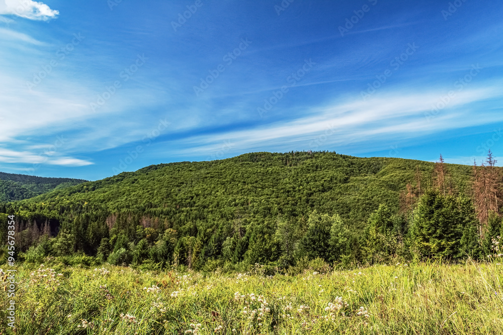 Landscapes - Forest - Europe, Romania, Suceava region Landscapes - Forest - Europe, Romania, Suceava region
