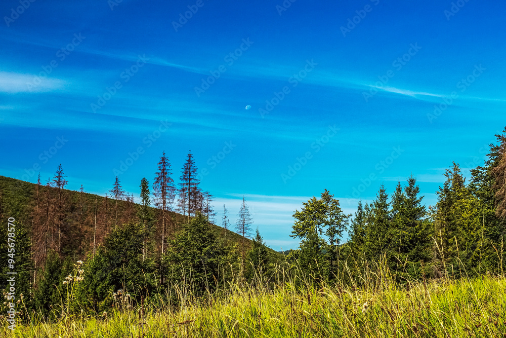 Landscapes -  Forest - Europe, Romania, Suceava region