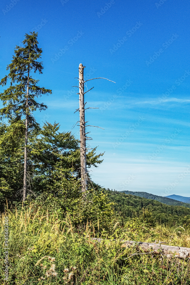 Obraz premium Landscapes - Forest - Europe, Romania, Suceava region