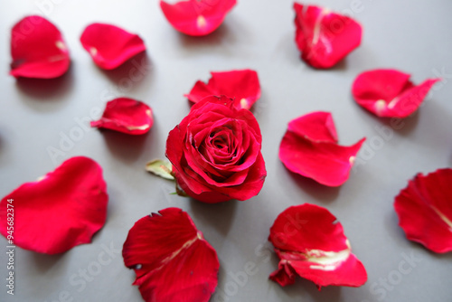 Red Roses and petals composition on gray background. Flower petals graphic. Petals of Red roses.